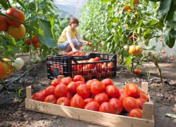 Studiu despre tomatele româneşti, premiat la Congresul Internaţional de Horticultură de la Istanbul
