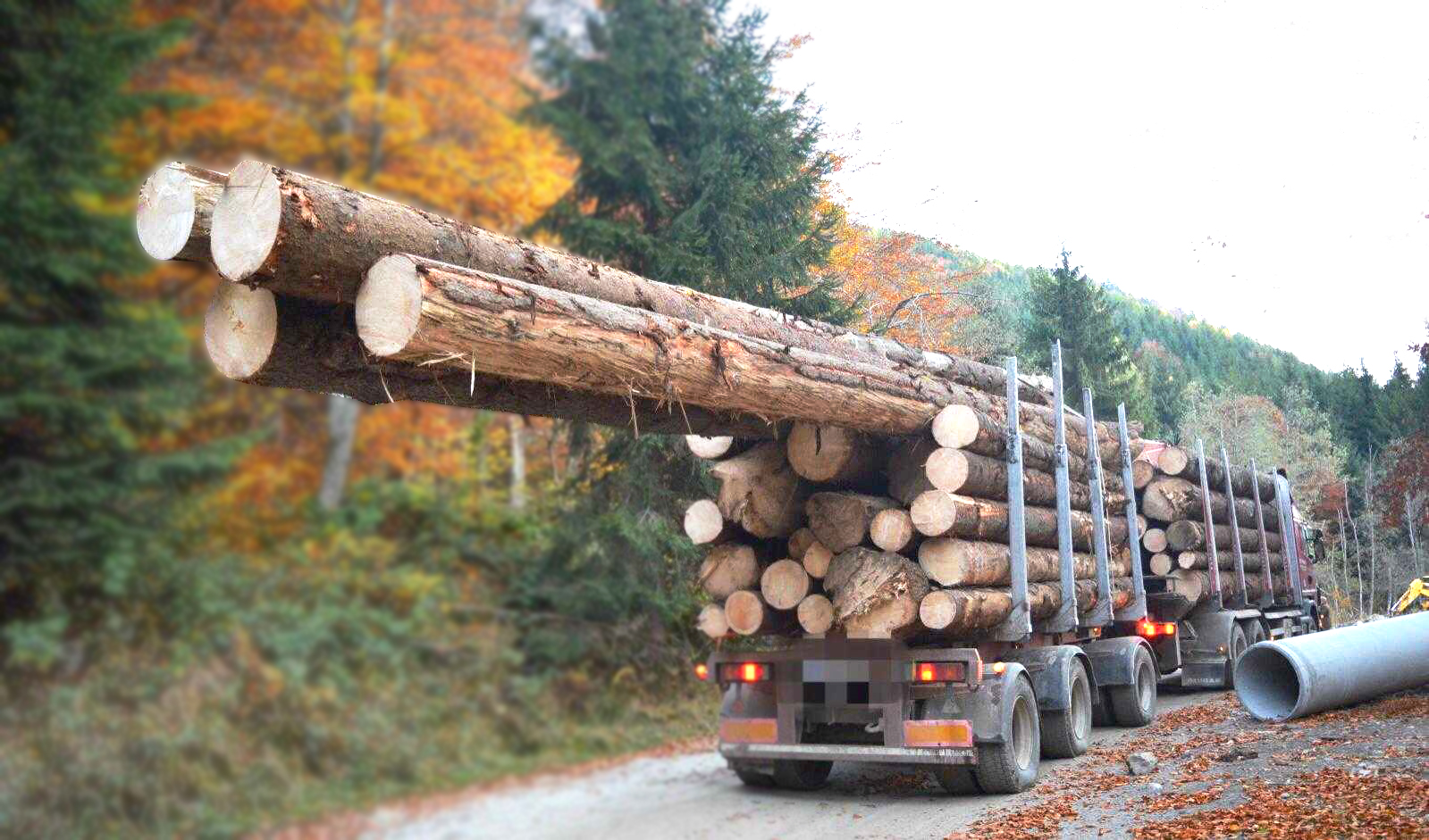 20 de milioane de metri cubi de lemn se fură, anual, din pădurile României