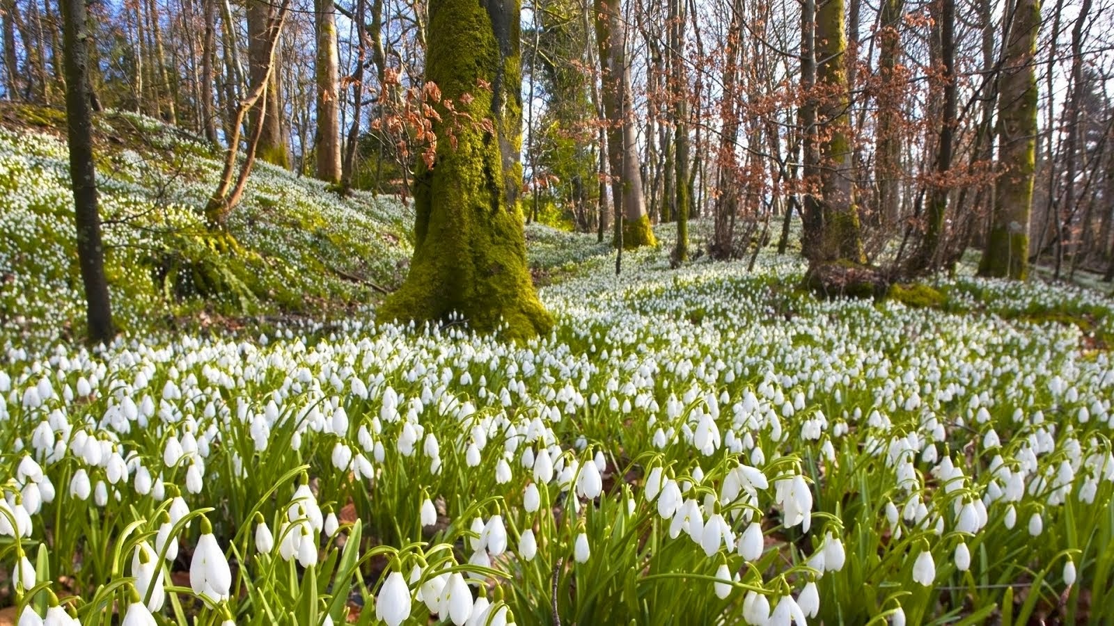 Peisaj montan spectaculos pe Platoul Vârtoapelor, Muntenia