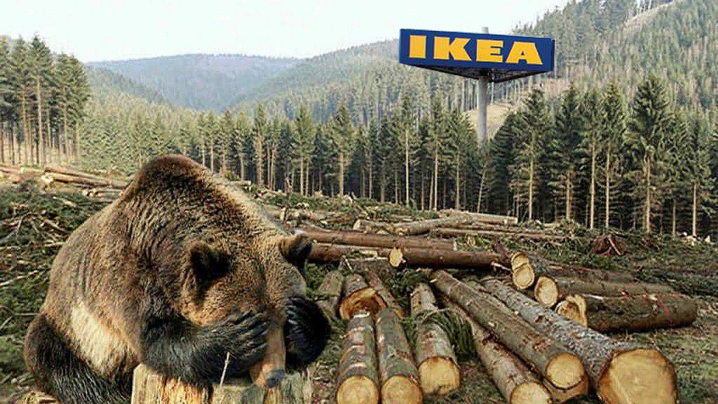 Documentar Arte: „Ikea, asasinul pădurilor” / În România, gigantul suedez a cumpărat 50 de mii de hectare de pădure
